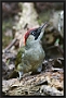 Groene Specht, European Green Woodpecker, Picus viridis Location: Twente. the Netherlands Groene Specht MG 2388 kopie